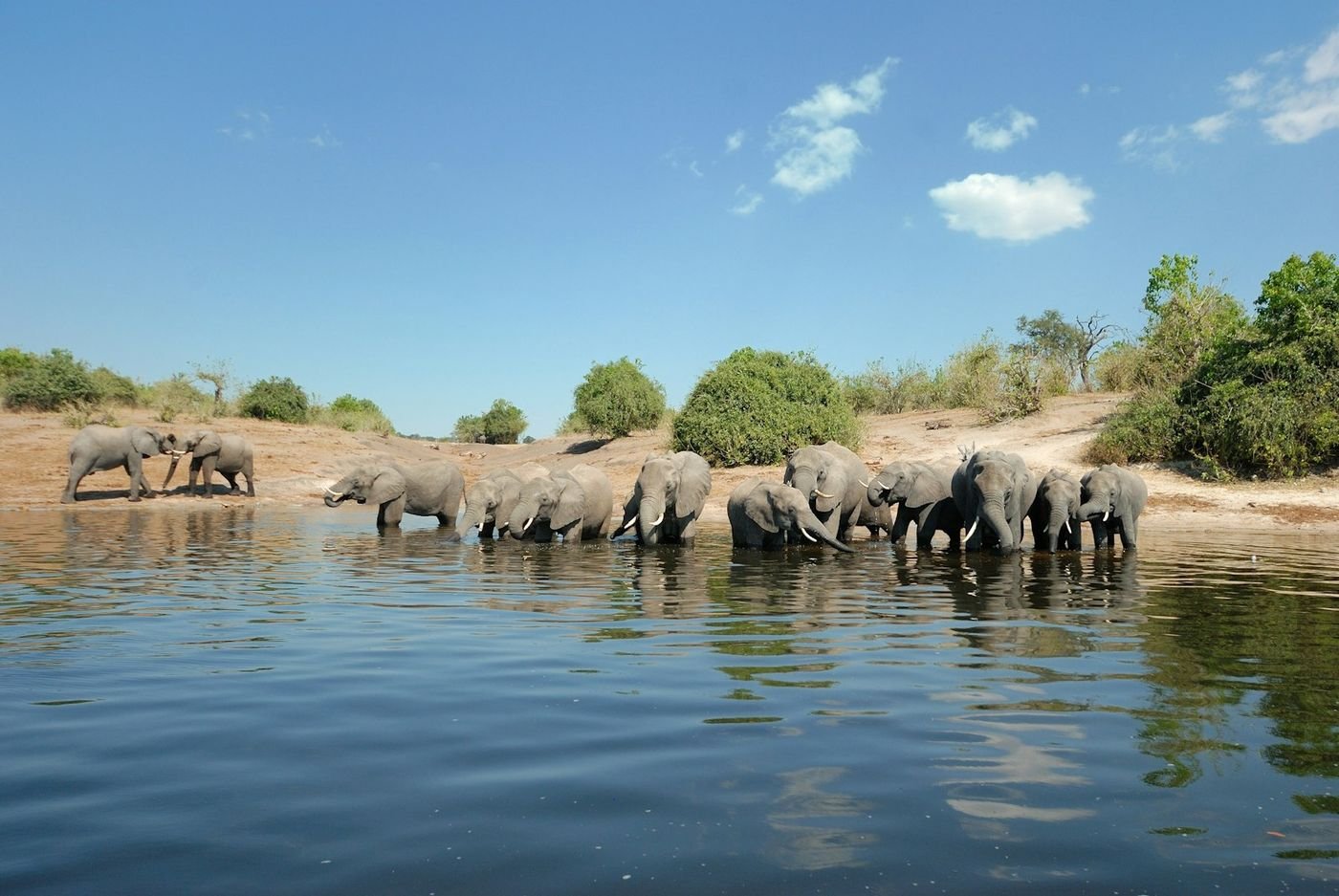 A herd of elephants drinking at the river in Botswana