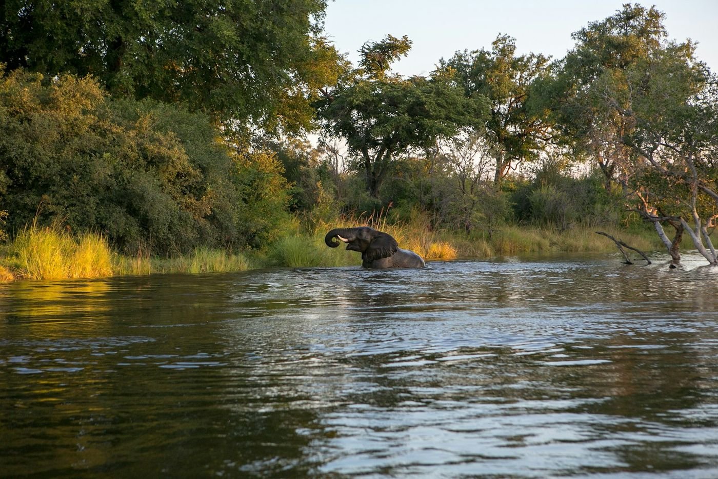 Elephant wading in the upper Zambezi River near Livingstone