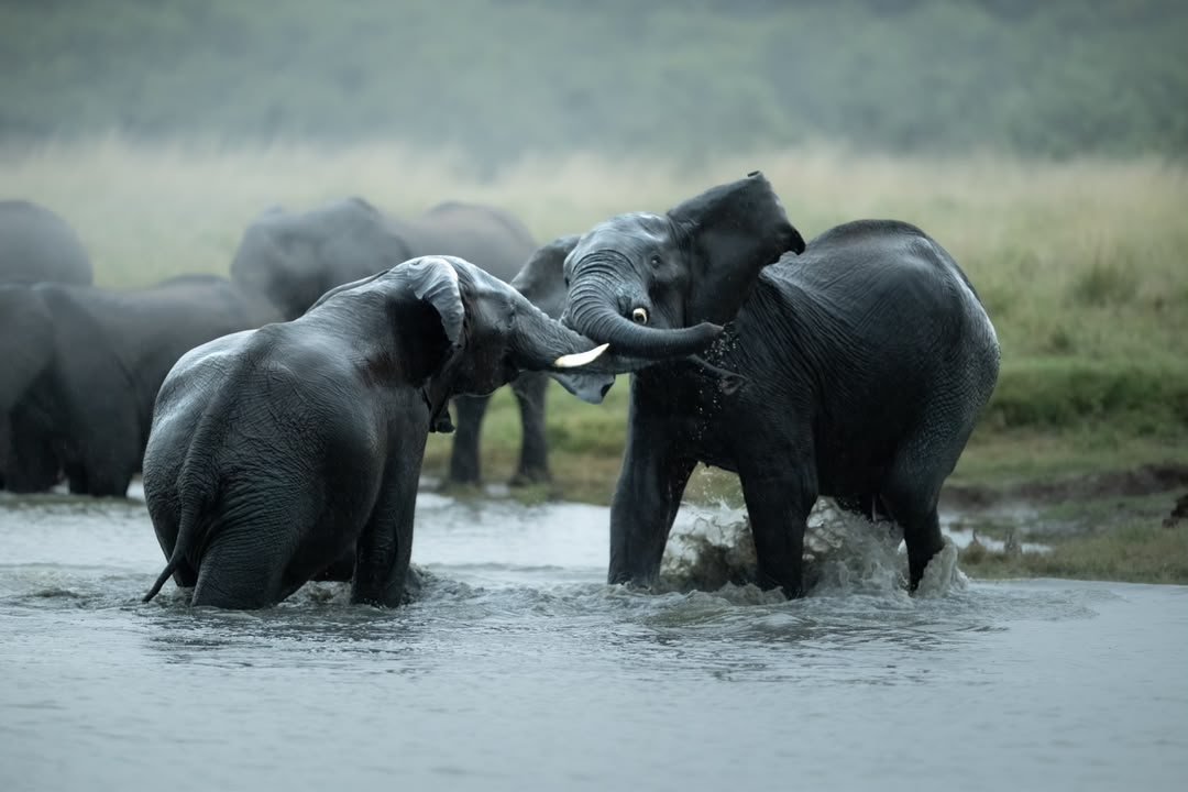 Two young elephants sparring in the river as the herd looks on, Botswana
