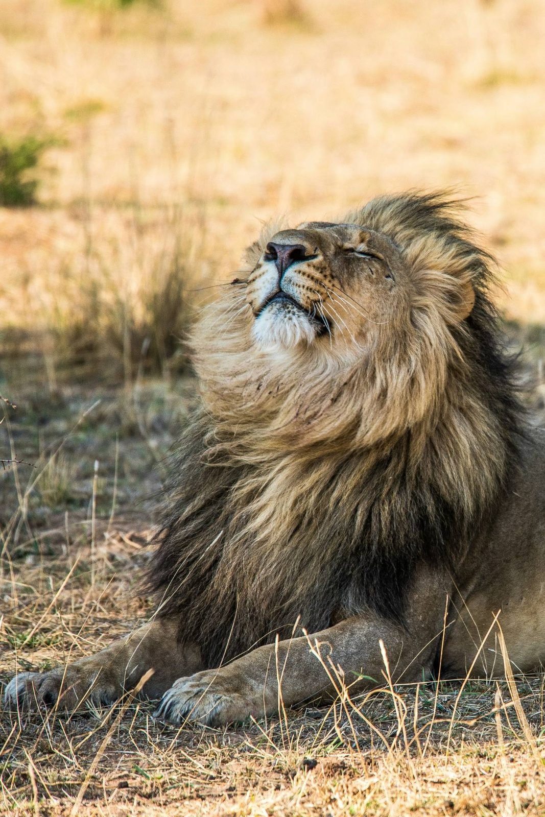 Black-maned lion lifting its head into the breeze on the dry Hwange grassland